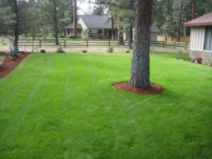 Lawn - Vohs Custom Landscaping